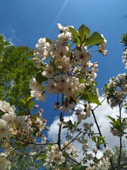 Apple tree blossom
