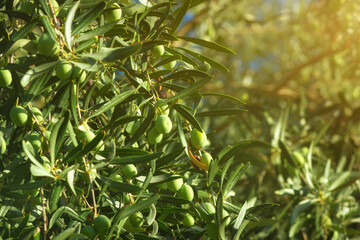 Olive tree branches with sunlight.