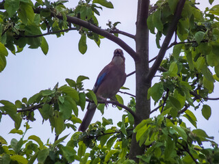 Photo of a jay on a tree branch