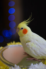 The parrot looks in the mirror.Funny bird.Cockatiel.Yellow bird.Playful parrot.Yellow cockatiel parrot.Cute cockatiel.Home pet bird.Bird with a tuft.Pet.An interesting animal.Parrot toy.Good pet.
