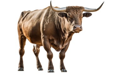 bull on a transparant background, PNG, Generative Ai