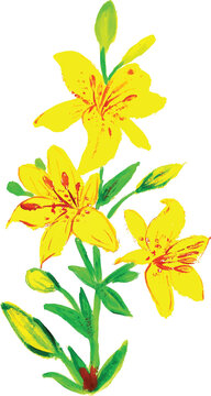  Hemerocallis