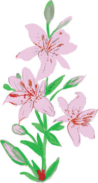  Hemerocallis