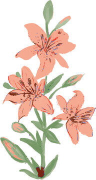  Hemerocallis