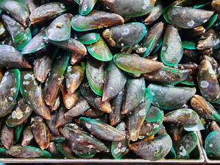 Green-lipped Mussels with barnacles on their shells are sold at seafood markets. Scientific name: Perna viridis, the shell is blackish-green with tentacles or fibers for the main island called pollen
