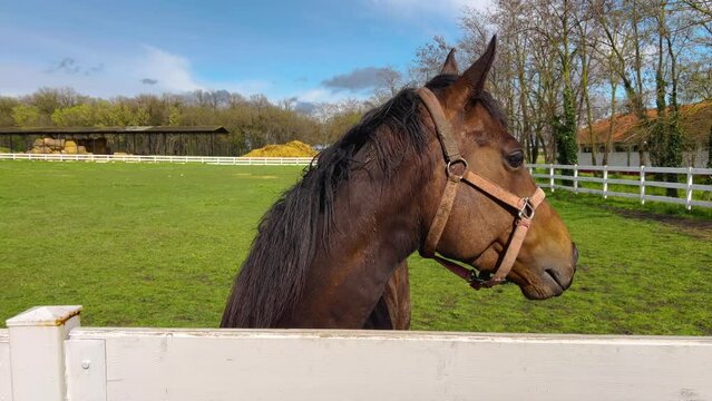 Beautiful brown horse in farm paddock