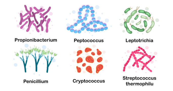 Bacteria in the body. Propionibacterium, leptotrichia, streptococcus thermophilus, peptococcus, penicillium, cryptococcus. Microorganisms. Microbiota. Microbiome