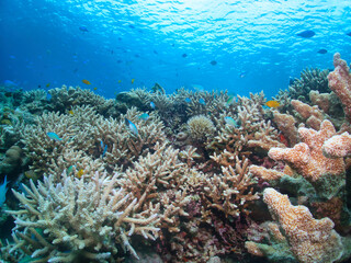Naklejka na ściany i meble Hard coral, tropical fish in Zamami, Kerama
