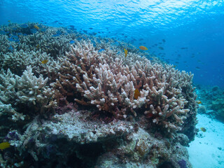 Fototapeta na wymiar Hard coral, tropical fish in Zamami, Kerama