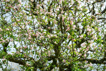 Fototapeta na wymiar Arbre en fleurs au printemps