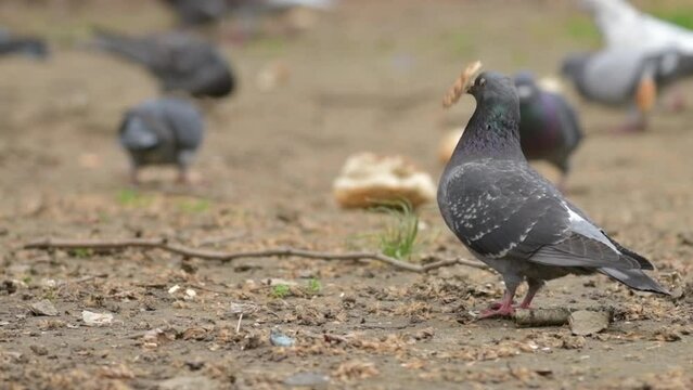 Flock of feral city pigeons in a park, eagerly feasting on breadcrumbs. These urban wildlife birds have adapted to life in the city. Slow motion.