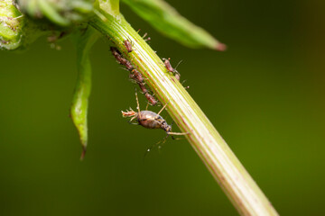 sap sucking aphid bug giving birth