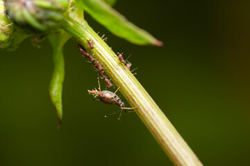 sap sucking aphid bug giving birth