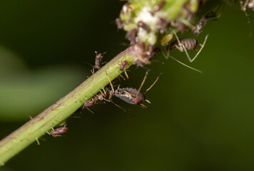close-up of sap sucking bugs called aphids on a plant