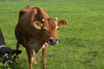 Naklejka na ściany i meble Closeup of a brown cow in a green meadow