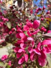Pink blooming fruit tree, tender tree blossom, blue sky