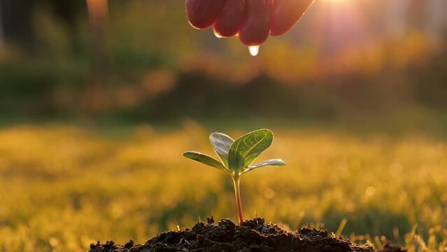 Close up of farmer hand, manual watering green sprout tree planted in ground. Drops of water drops on leaves against warm shine rays at sunset, new life of young sprout. Sprouted seed in fertile soil