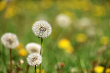 Fluffy dandelions on green field, blowball close up. Spring landscape with dandelion seed head