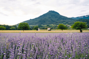 Obraz premium Rural scenery with trees, lavender field, wheat field, straw bales and mountains in the background in the south of France (Drome)