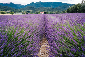 Row of lavender in a field in Provence with small farmstead in the backgrounf (Drome, France)