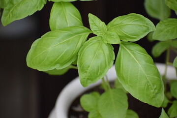 Fresh Basil Leaves