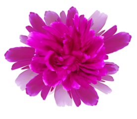 Pink    flower  on   isolated background with clipping path. Closeup. For design.  Transparent background.  Nature.