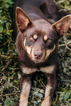 Red kelpie dog looks into camera