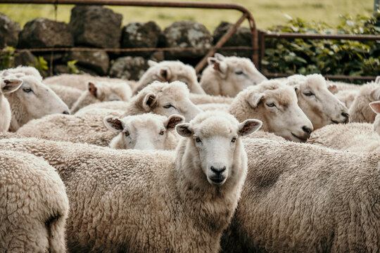 Sheep flock in stock yard.