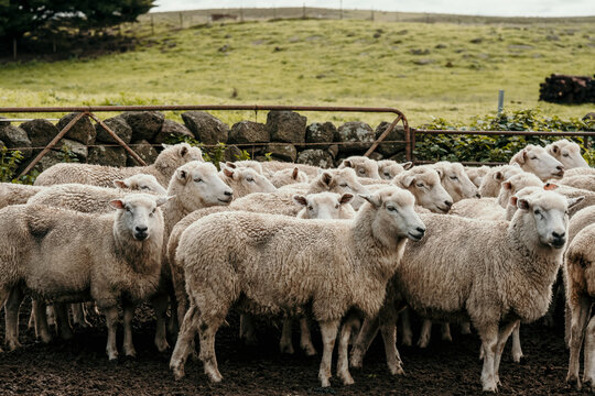 Flock of sheep penned up in stock yards.