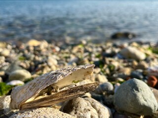 sea open shell of mussels on the seashore.