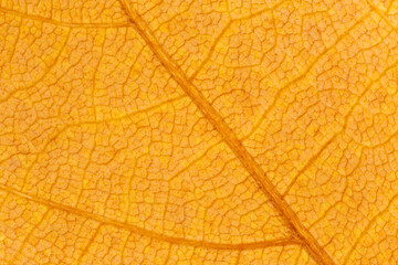 close up of dry orange maple tree leaf texture