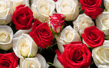 red roses background