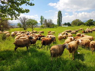 sheeps many in a green meadow in spring gazing cloudy sunny day