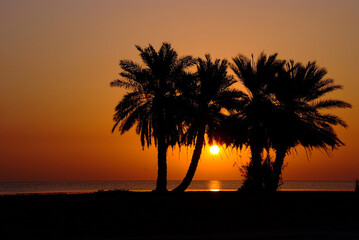 magical sunrise on the sea with the view of the palm trees on the beach with a beautiful silhouette