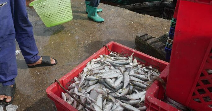 close up of fishers loading fishes into plastic crates on the quayside 
