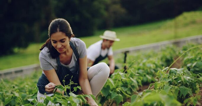 Farmer, woman and gardening plant in field and agriculture, vegetable crop or farm teamwork in countryside. Green, nature and couple working or farming healthy, sustainable food to grow on land