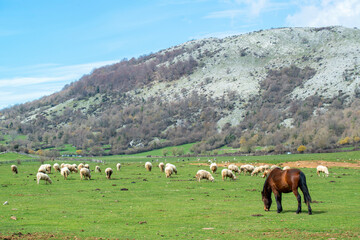 Fototapeta na wymiar Troupeau de moutons et chevaux dans une pâture