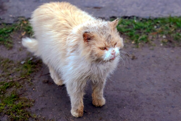 Naklejka na ściany i meble homeless dirty and sick cat. nature and mammal predators.