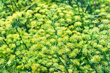 Blossom green dill, herbs with umbrella shaped seeds grow in the garden.