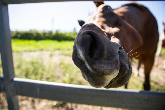horse nose and mouth through a fence
