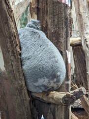 koala butt