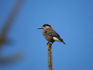 Spotted nutcracker