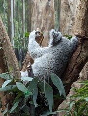 Koala sleeping 