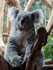 koala in tree