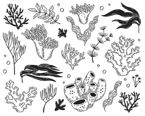 Corals and seaweed. Vector set of hand-drawn elements. 