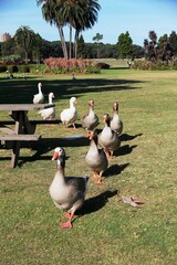 Marching goose, goose in the park, goose parade © Patima