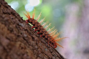 Fire caterpillar on a tree trunk.
