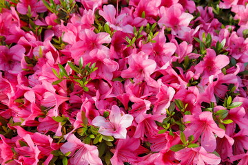 一面の花：満開の濃いピンク色のツツジの花