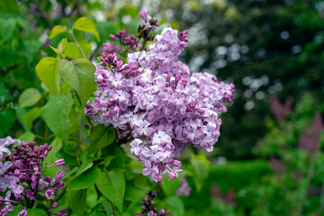 Fototapeta na wymiar Beautiful branch of lilac flowers on a green background, natural spring background, soft selective focus. High quality photo.