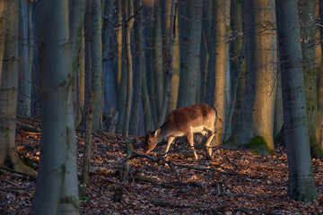 Fallow deer,, dama dama,, in amazing Carpathian forest, Slovakia